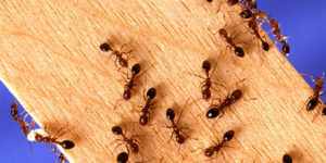 Domestic Pest Control Services